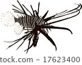 Minorishasago (vector illustration) 17623400