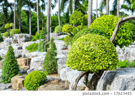 Bush on the rocks in the garden 17623485