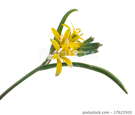 Medicinal plant Medicinal plant 17623503