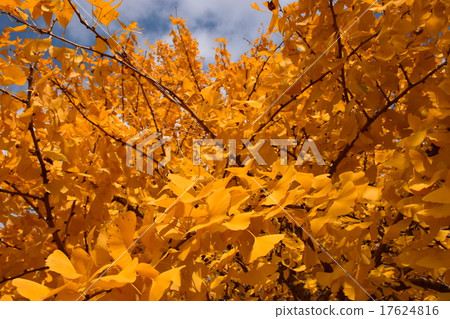Golden ginkgo ginkgo Golden ginkgo ginkgo 17624816