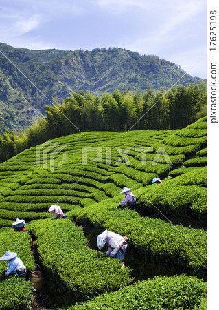 A tea room A tea room 17625198