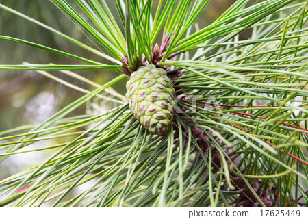 Green pine cones 17625449