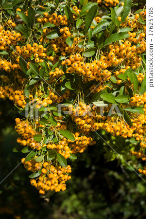 Sea buckthorn branch, close-up Sea buckthorn branch, close-up 17625786
