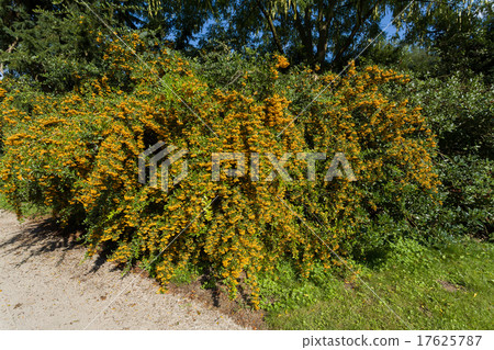 Sea buckthorn branch, close-up 17625787