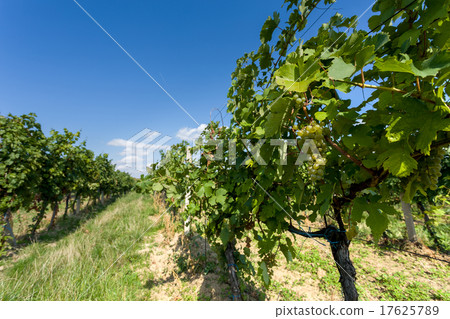 Vineyards under Palava. Czech Republic Vineyards under Palava. Czech Republic 17625789