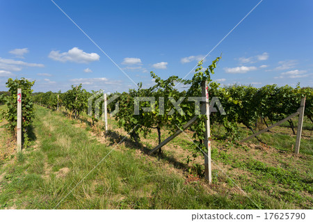 Vineyards under Palava. Czech Republic 17625790