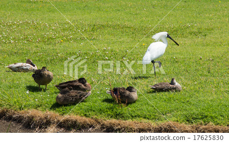 One Royal Spoonbill 17625830