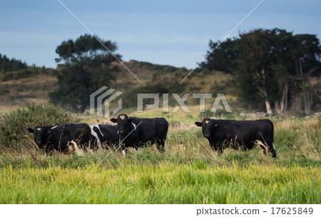 Young Friesian Bulls Young Friesian Bulls 17625849