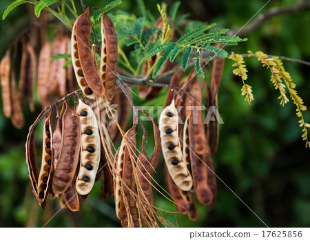 Acacia Koa Seeds 17625856