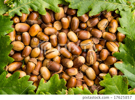 Acorn Nuts 17625857