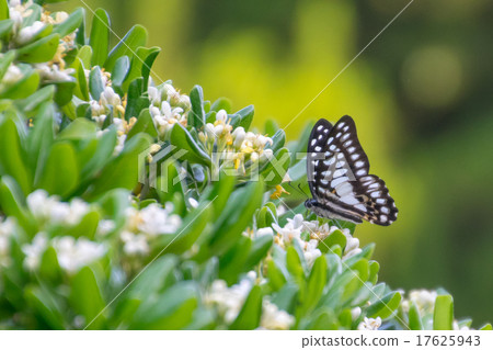 Mikado whoga Mikado whoga 17625943