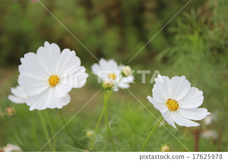 秋天的花朵 秋天的花朵 17625978