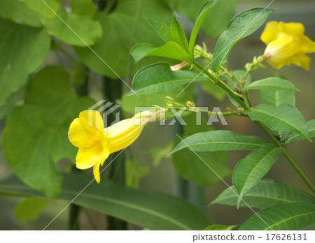 Allamanda 17626131