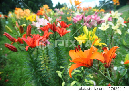 Hakodate-yuri-en Hakodate-yuri-en 17626441