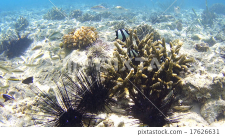 Tropical fish coral reef sea urchin underwater photography Philippines 17626631