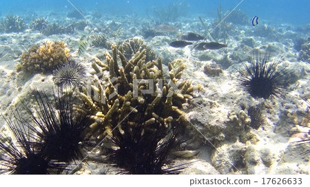 熱帶魚珊瑚礁海膽水下的攝影菲律賓 熱帶魚珊瑚礁海膽水下的攝影菲律賓 17626633