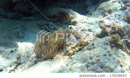 Sea anemones tropical fish small fish underwater photography Philippines 17626641