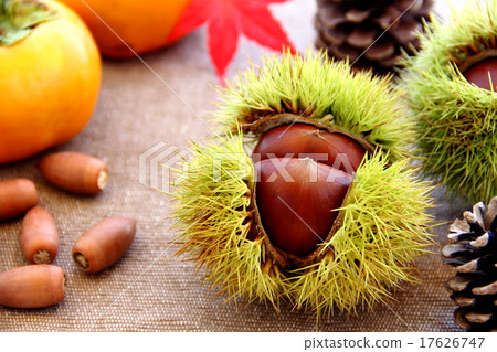 Igu chestnut autumn taste 17626747