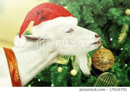 White goat decorates Christmas tree White goat decorates Christmas tree 17626791