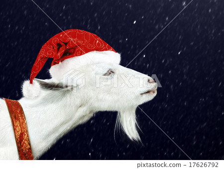 White goat wearing santa claus hat White goat wearing santa claus hat 17626792