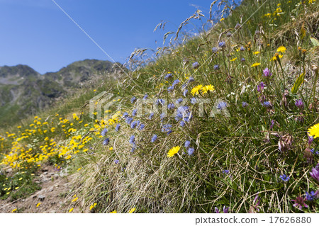 Flowers of the Pyrenees Flowers of the Pyrenees 17626880
