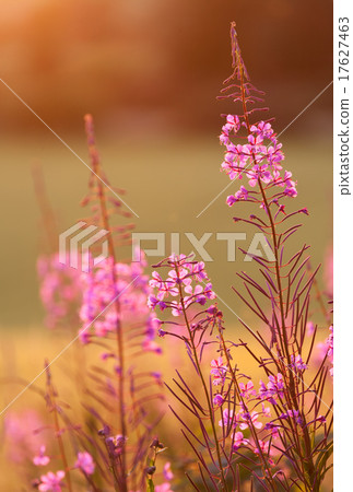 Great Willow-Herb 17627463