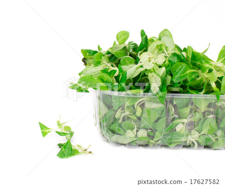 Green and red leaf of lettuce in box. Green and red leaf of lettuce in box. 17627582
