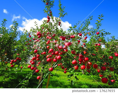 蘋果樹 17627655