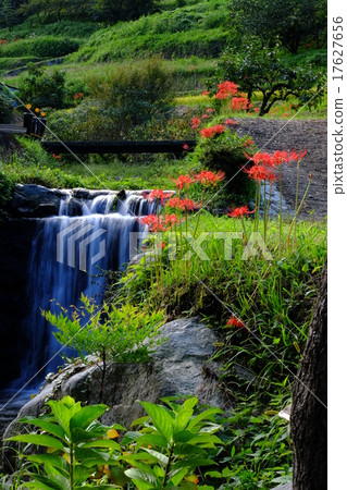 集群孤挺花和小溪（奈良高田郡明日香村） 17627656