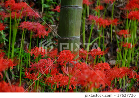 Cluster amaryllis and bamboo (Asuka Village, Takashi-gun, Nara Prefecture) 17627720