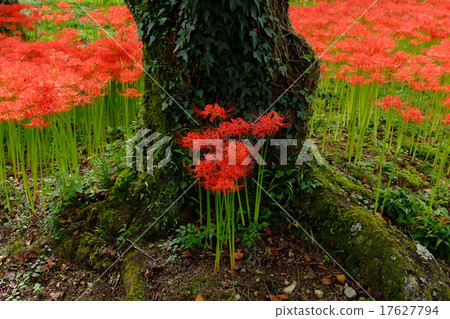 Cluster amaryllis and sesonji (Oyodo-cho, Yoshino-gun, Nara) 17627794