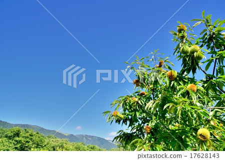 複製栗子森林和秋天天空空間在收穫季節 17628143