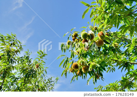 Copy space of chestnut forest and autumn sky at harvest season 17628149