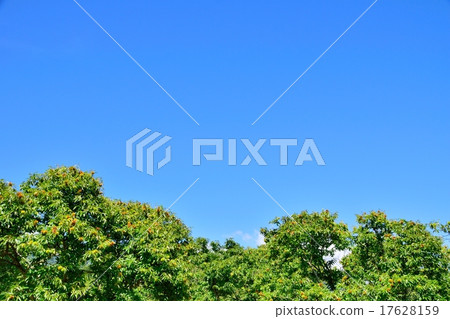 Copy space of chestnut forest and autumn sky at harvest season 17628159