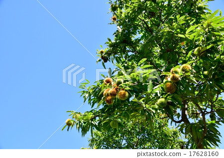 複製栗子森林和秋天天空空間在收穫季節 17628160