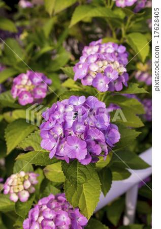 Hydrangea and small insects Hydrangea and small insects 17628405