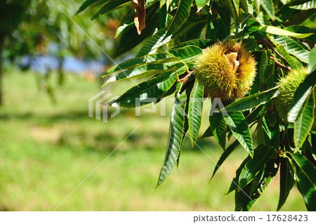 Close-up of fresh chestnut with harvest Close-up of fresh chestnut with harvest 17628423