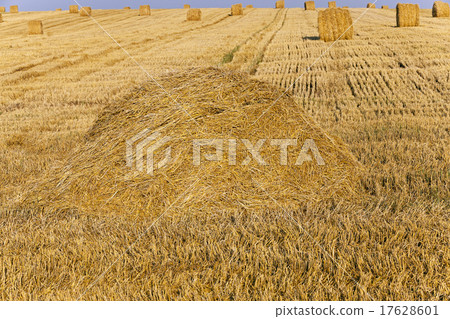 field with straw   17628601