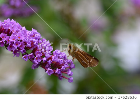 Ichimon dyseri and Boodlea Ichimon dyseri and Boodlea 17628636