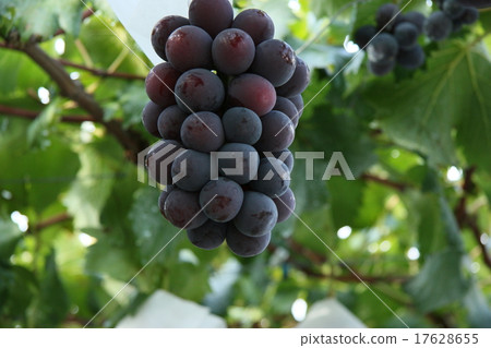 葡萄 17628655
