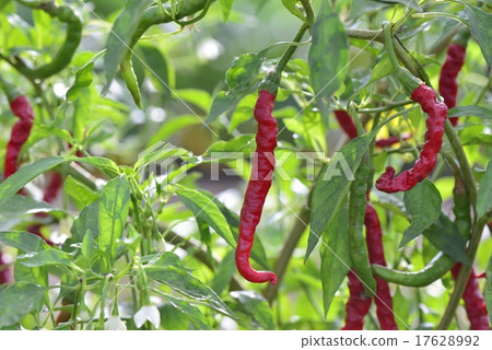 Red peppers Red peppers 17628992