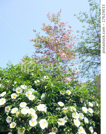 Naniwano barra and flower tree 17629033
