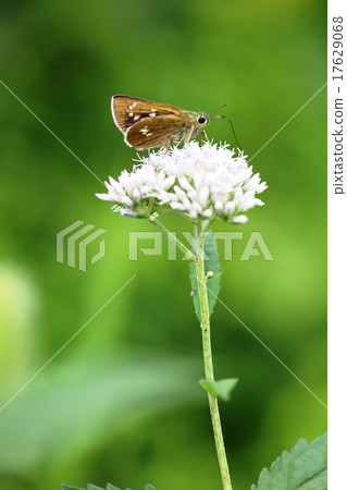 Butterfly 17629068