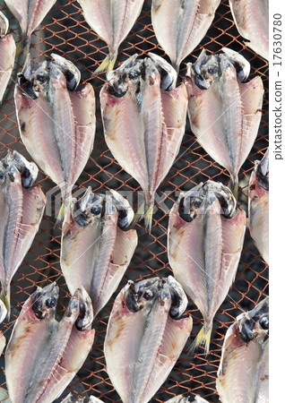 Hiragana asiatica 17630780