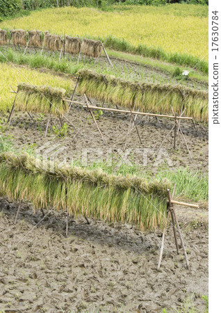 傳奇的風景 17630784