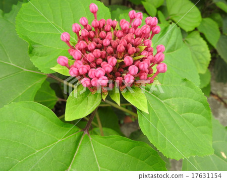 一條紅色的花蕾擠在樹枝的頂端，一條狗形的花朵綻放出一朵兔子花。 17631154
