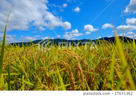 秋季水果（19） 17631362