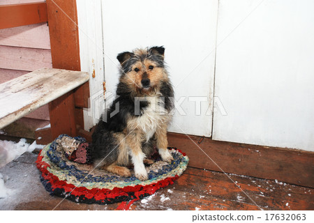 dog sitting on the porch on the mat 17632063