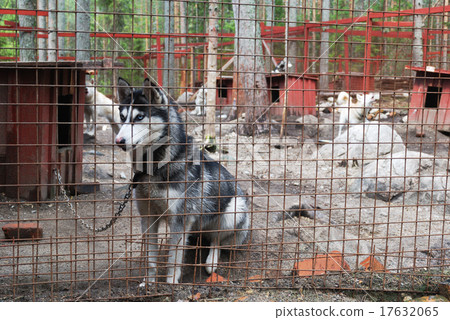 sad and tearful dog in captivity sad and tearful dog in captivity 17632065