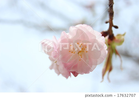 紅花 紅花 17632707